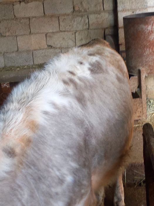 Продается корова