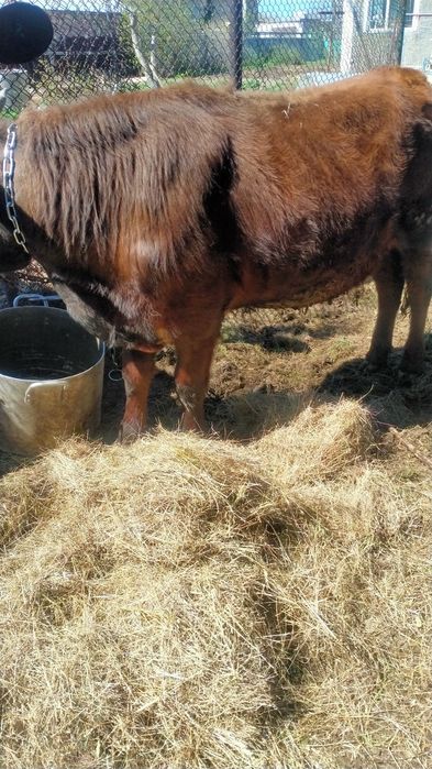 Продам Быка.. большой .