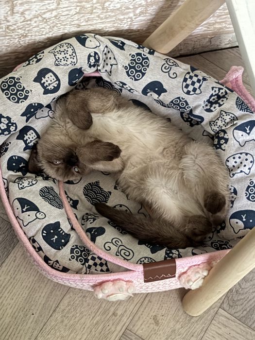 Кошка котенок кошечка