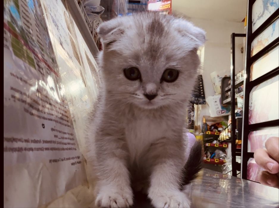 Шотландская кошечка