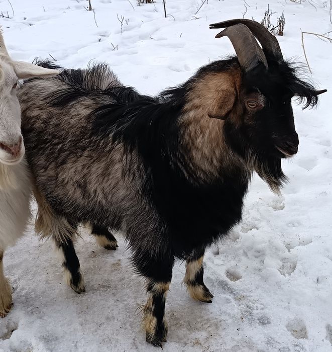 Козы. Альпийская порода