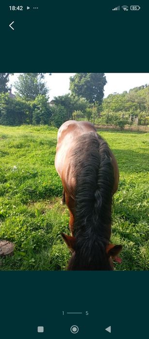 Vând mânz de 11 luni