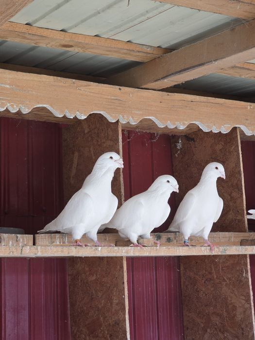 Voiajori standard albi