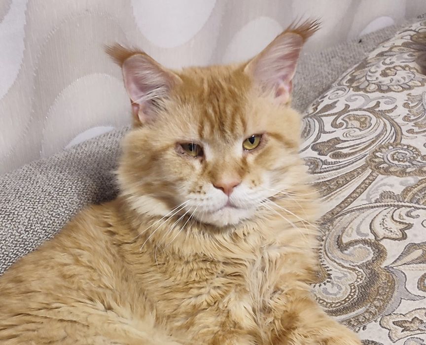 Продам котенка девочку Мейн-Кун.