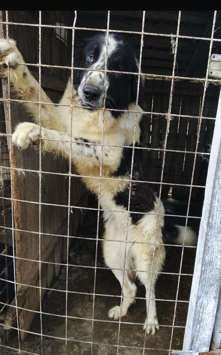 Donez ciobanesc de bucovina