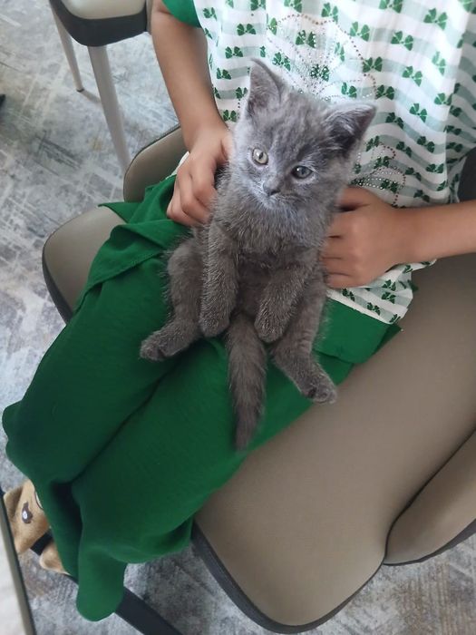 Продам котёнка британка