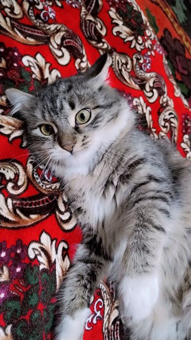 Мейкун 9 ойлик сотилади.