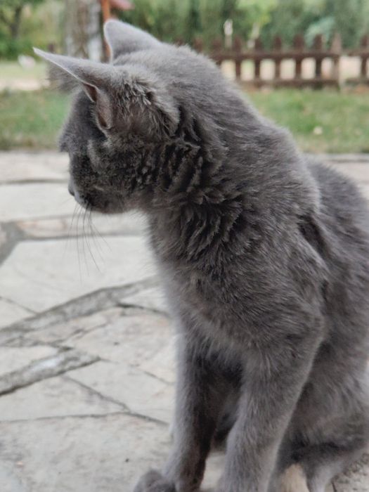 Котенце женско.,