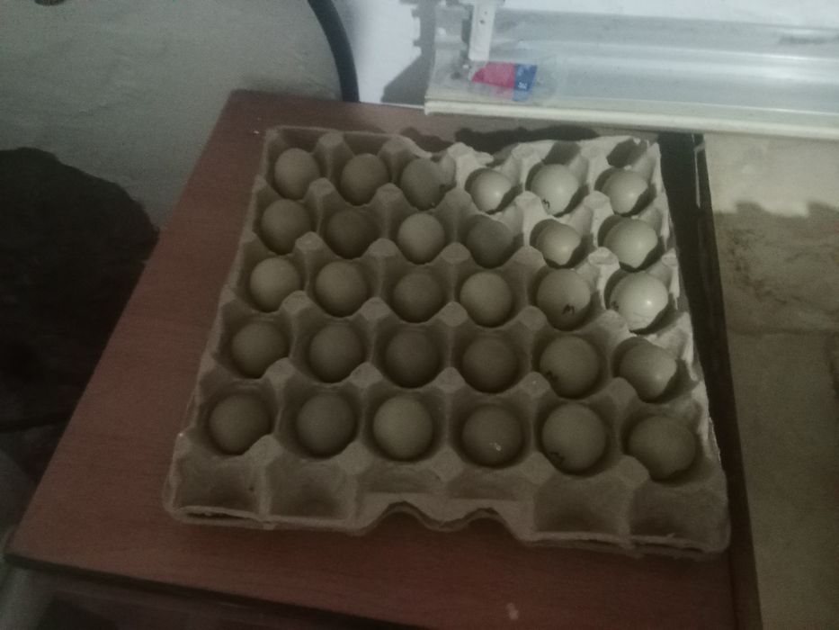 Қырғауыл жұмыртқасы
