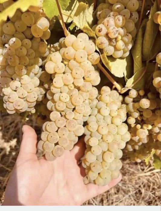 Struguri de vin
