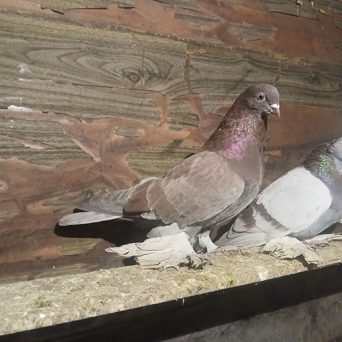 Прадам галубеи .