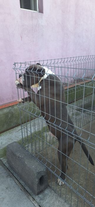 amercan bully  de vânzarea