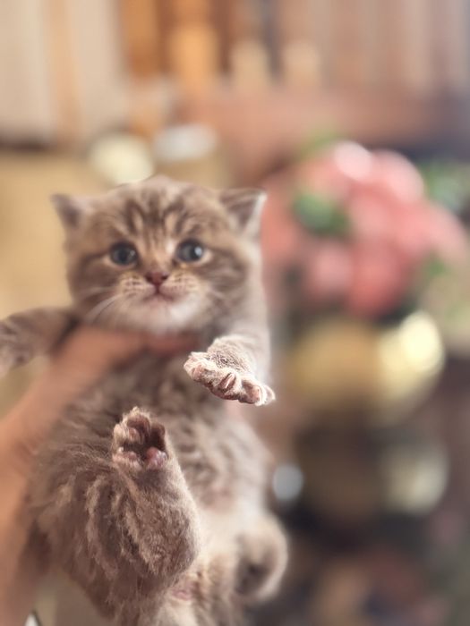 Срочно продам котят с породой