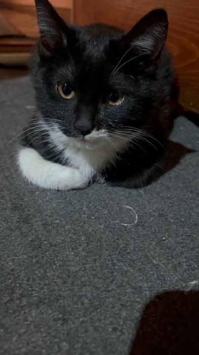 Мушук хадия килинади