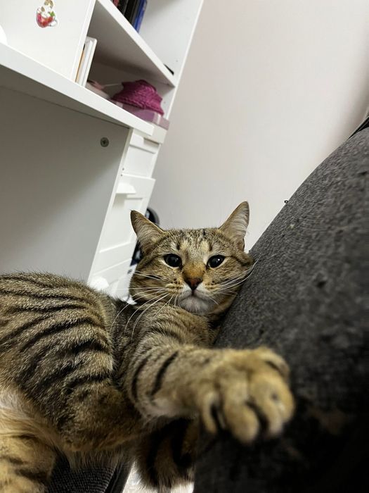 Кот в хорошие руки