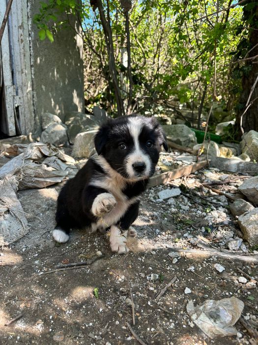 Pentru adoptie  responsabila 2 cateluse gasite pe camp langa Constanta