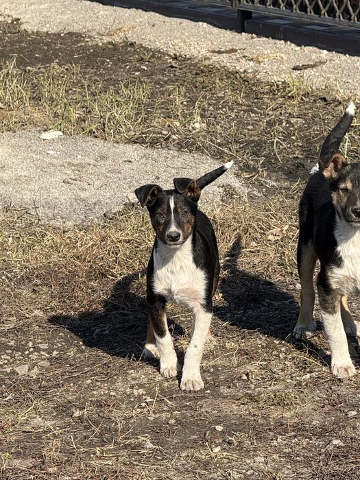 Мальчишка в хорошие руки