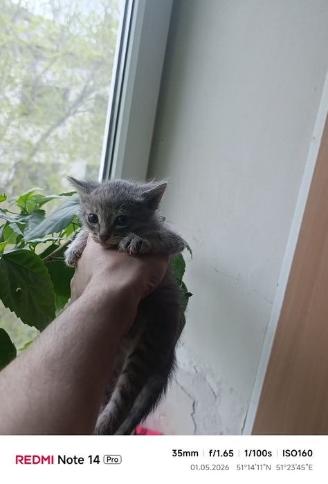 Отдам котят один мальчик 2девочки