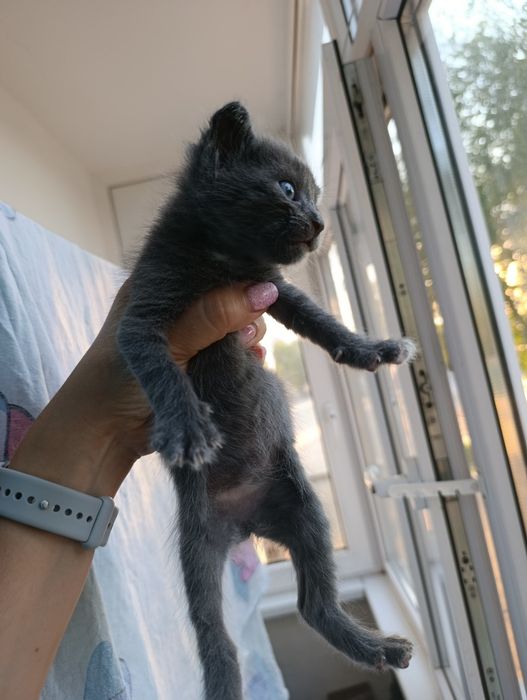 Пристраиваю котят