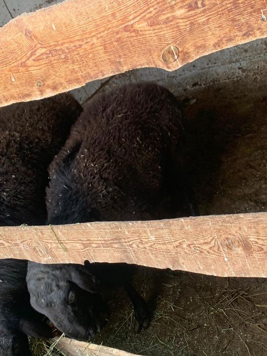 Продам баранов Гисар