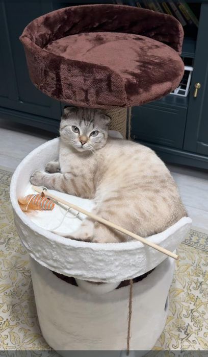 Котенок .продам.