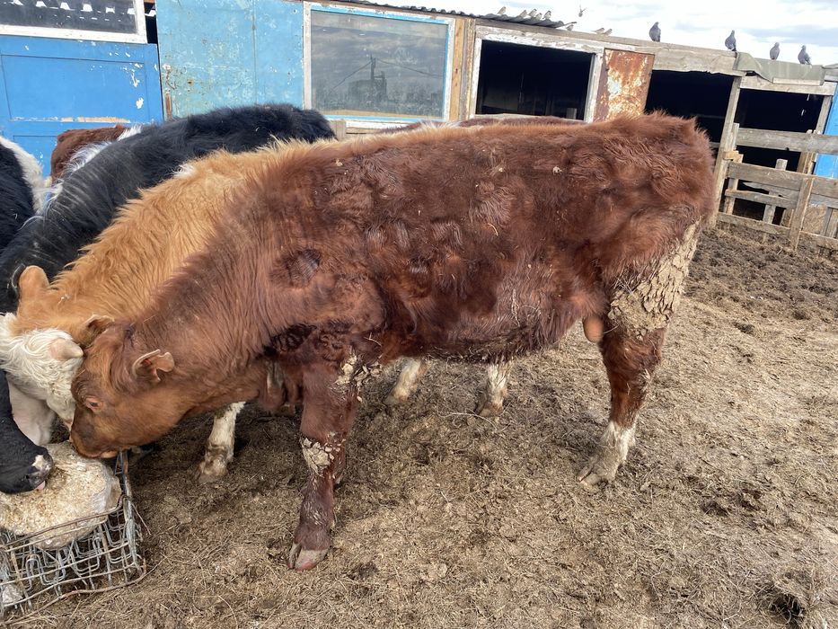 Бұқалар Бычки КРС