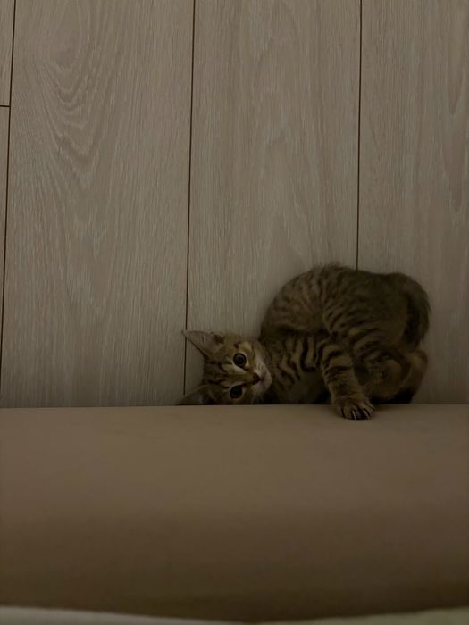 Отдам котёнка с приданным