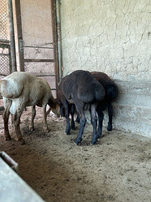 Арзон қочқорла бор