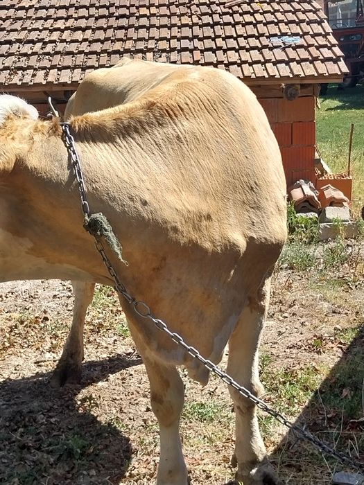 Vând 2 vaci abator grase