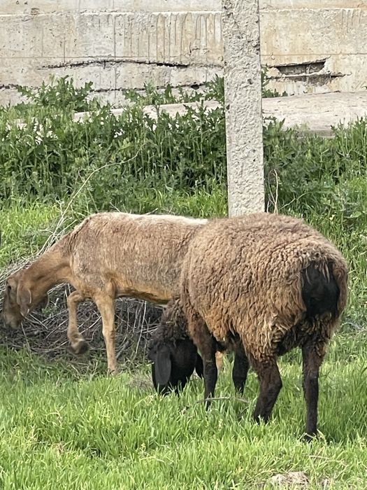 Soglom ona qoylar sotiladi