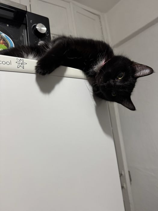 Отдам кошку в добрые руки