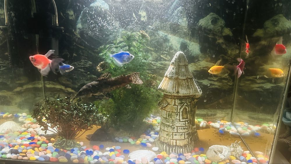 Аквариум с рыбками