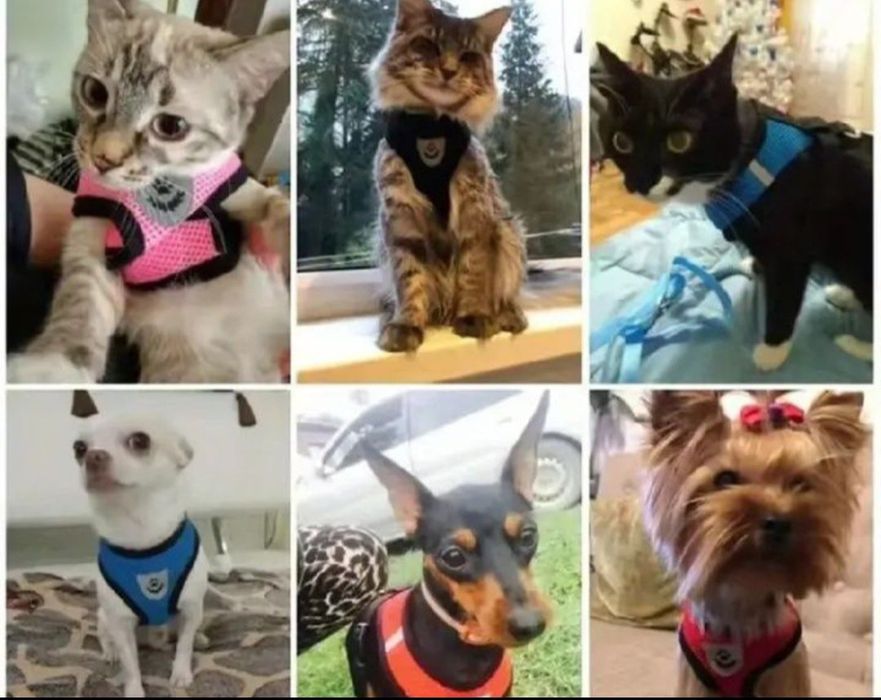 Ham și lesa animale de companie