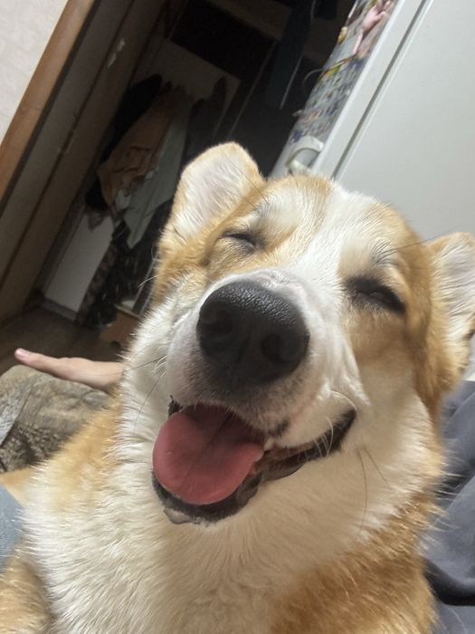 Корги мальчик , Чарли