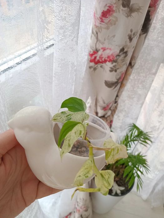 Продам.    цветы