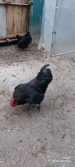 Vand familie australorp