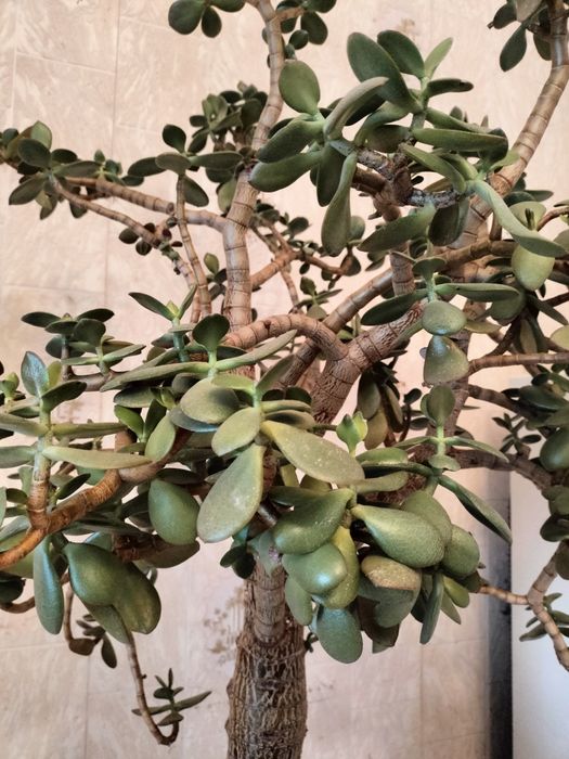 Денежное дерево ( Толстянка)