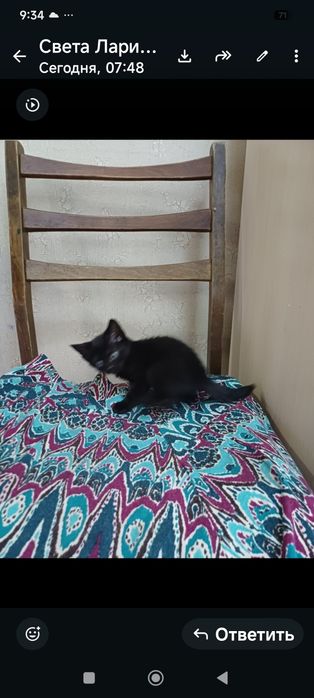 Котята,отдам бесплатно.