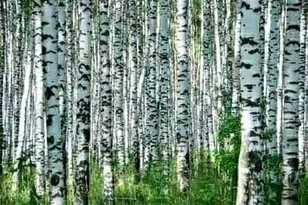 Бреза ,Липа и върба - Фиданки