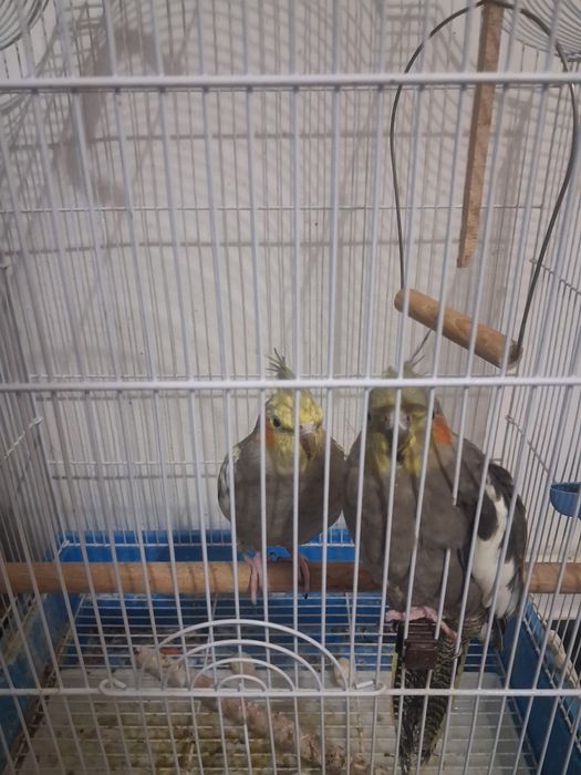 Vand papagali urgent 500 lei cu tot cu cusca .