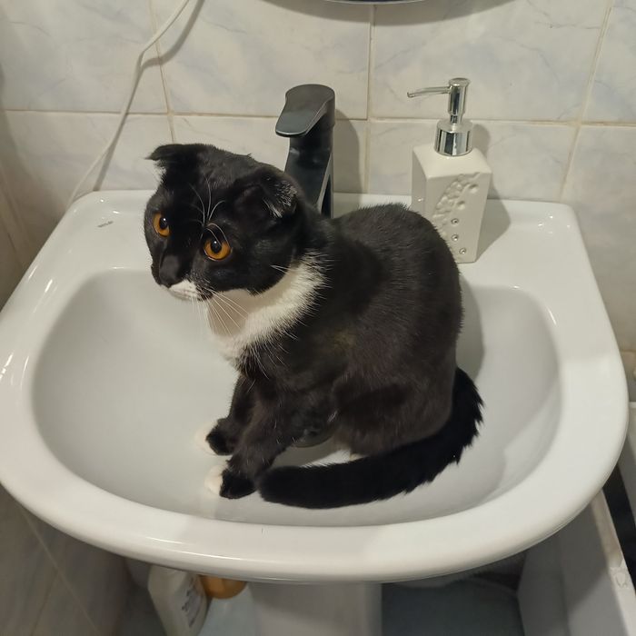 Отдам в добрые руки