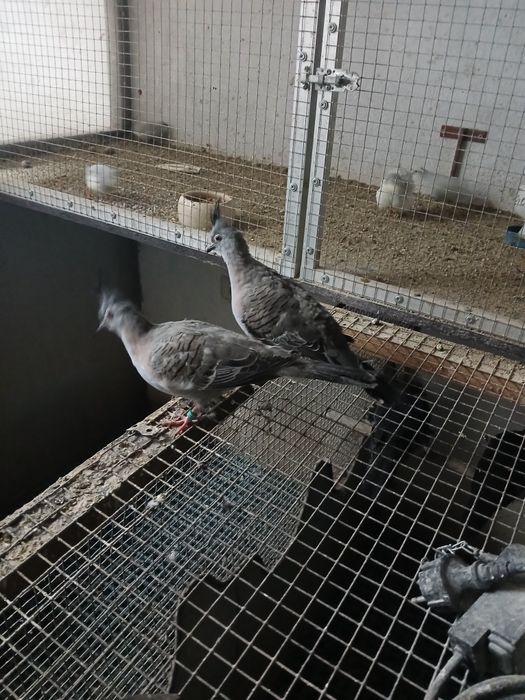 De vânzare păsări exotice