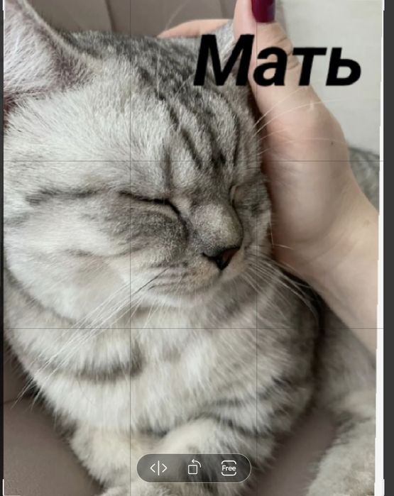 Продам породистых котят