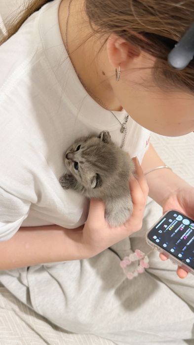 Котята скоттиш страйт