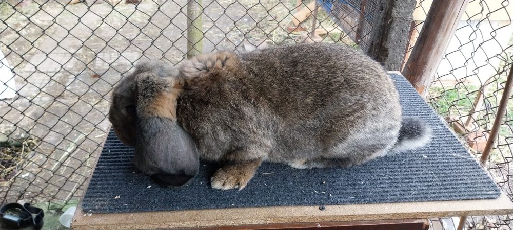 Зайци за разплод френски кочоват