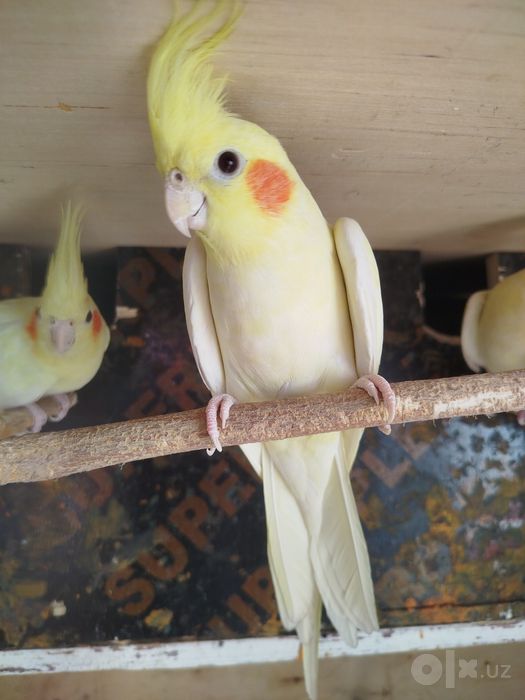 Corella tótiqush