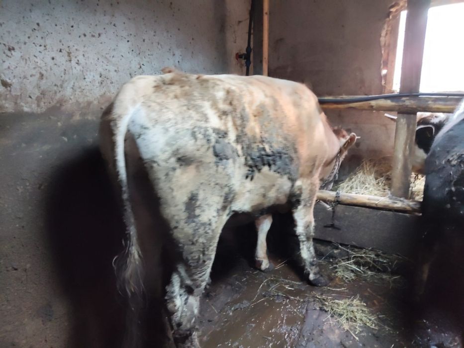 Vind animale taur și junincă