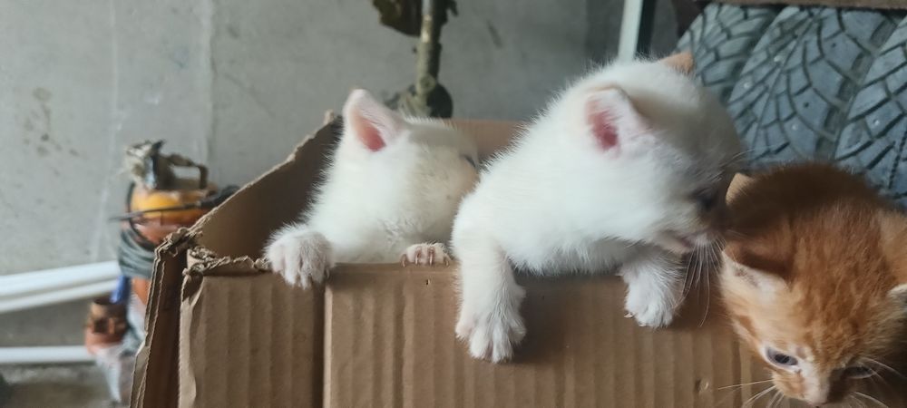 Отдам котят в хорошие руки