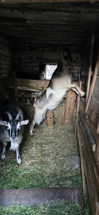 Vând iede de 1 an  din capre foarte bune de lapte