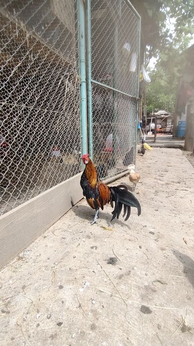 Cocoș phoenix 2025